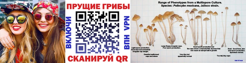 Купить где  Копейск  Галлюциногенные грибы ЛСД 
